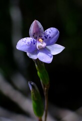 Thelymitra juncifolia