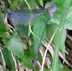 Psolodesmus mandarinus