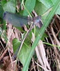 Psolodesmus mandarinus