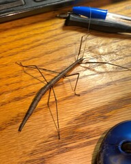 Diapheromera femorata