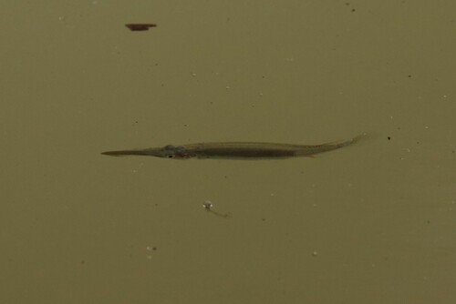 Siamese halfbeak (Dermogenys siamensis) — Zenarchopteridae — 5