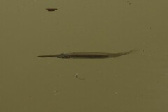 Dermogenys siamensis