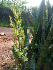 Sansevieria