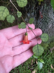 Rhabdothamnus solandri