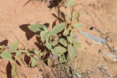 Solanum ellipticum