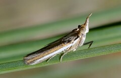 Etiella