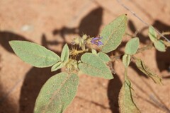 Solanum ellipticum