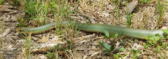 Coluber constrictor oaxaca