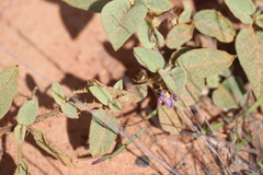 Solanum ellipticum
