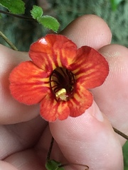 Rhabdothamnus solandri