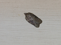 Acleris chalybeana