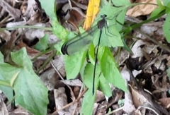 Psolodesmus mandarinus