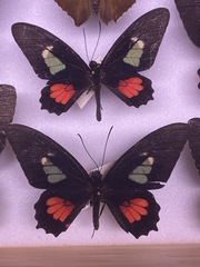 Parides eurimedes