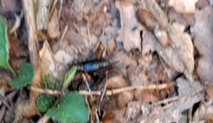 Eunemobius carolinus