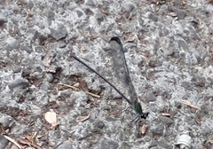 Psolodesmus mandarinus