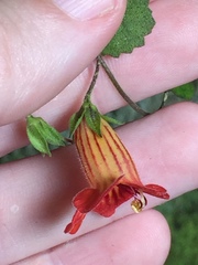 Rhabdothamnus solandri