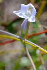 Thelymitra pallidiflora