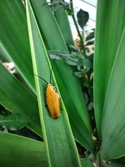 Ellipsidion humerale