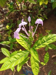 Brunfelsia grandiflora