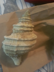 Neptunea decemcostata