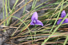 Patersonia occidentalis