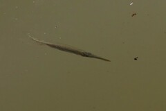 Dermogenys siamensis