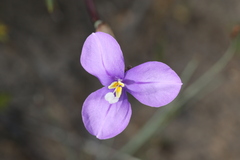 Patersonia occidentalis