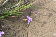 Patersonia occidentalis
