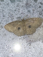 Cosymbiini