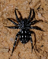 Nyssus albopunctatus