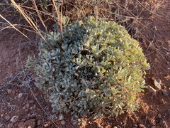 Artemisia bigelovii