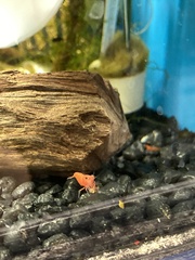 Neocaridina davidi