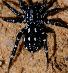 Nyssus albopunctatus