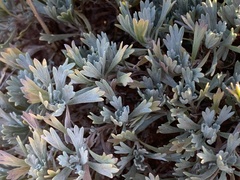 Artemisia bigelovii