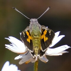 Trapezites phigalioides