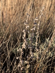 Artemisia bigelovii