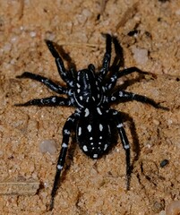 Nyssus albopunctatus
