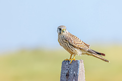 Falco tinnunculus