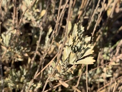 Artemisia bigelovii