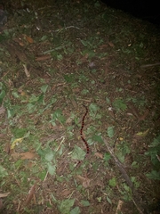 Geophis semidoliatus