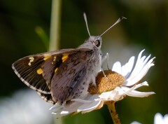 Trapezites phigalioides