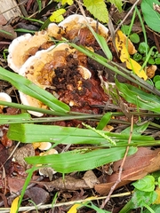 Trametes ochracea