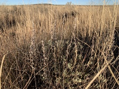 Artemisia bigelovii