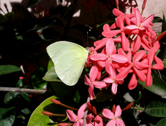 Aphrissa statira statira