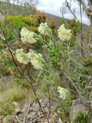 Pimelea octophylla