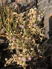 Spergularia macrotheca