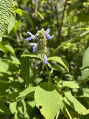 Salvia xalapensis