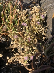 Spergularia macrotheca