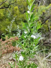 Prostanthera behriana