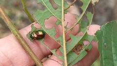 Plagiosterna formosana